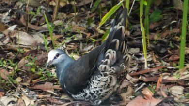 Photo of Our surprising pigeon, 12 Nov