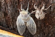 Photo of Cicada season